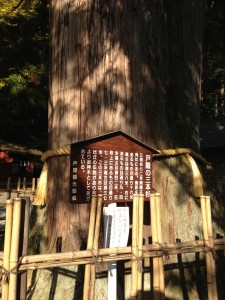 三本杉 三本杉